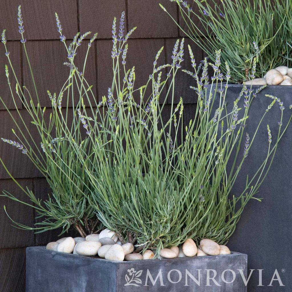 Phenomenal™ Lavender Plant