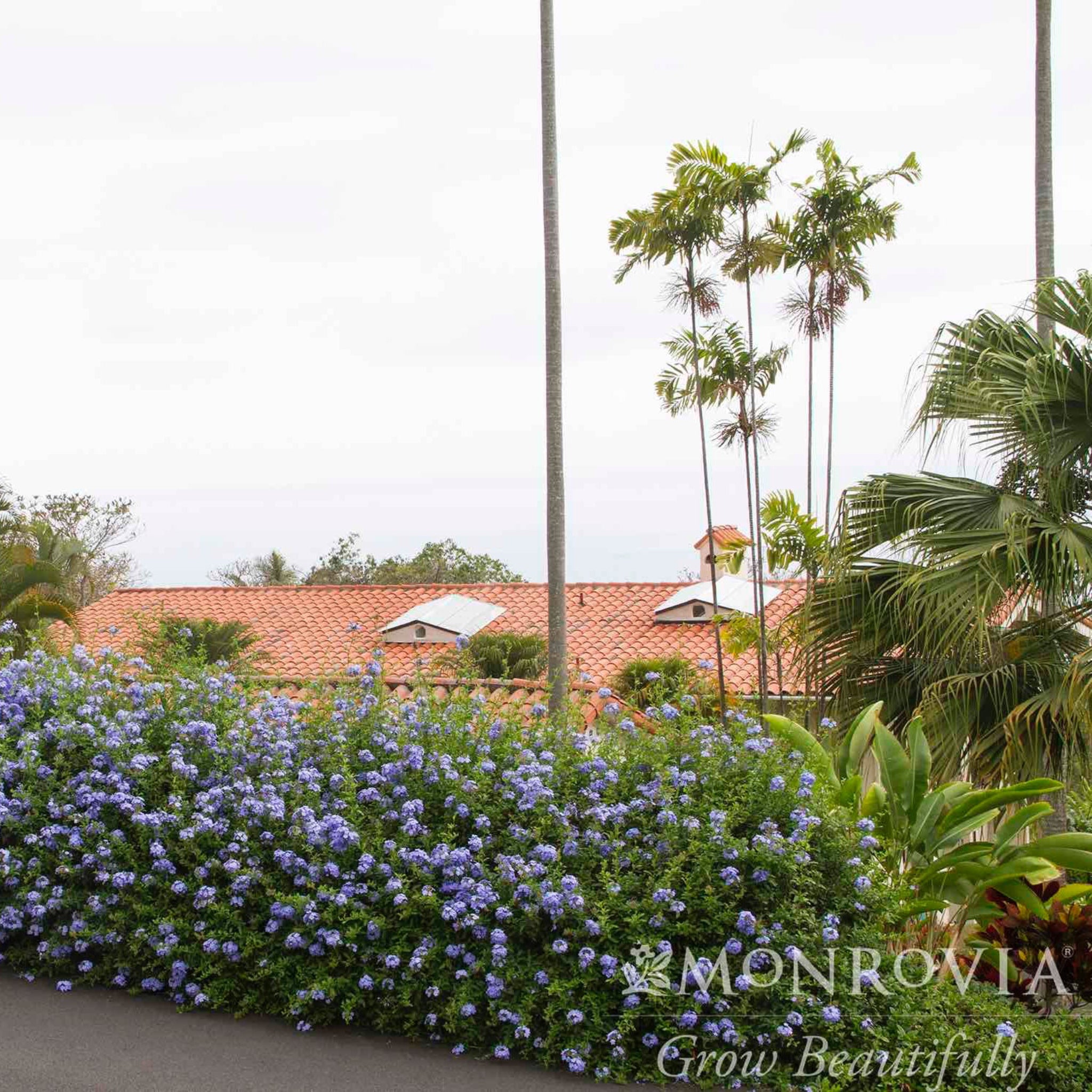 Royal Cape® Plumbago