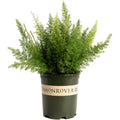 Foxtail Fern