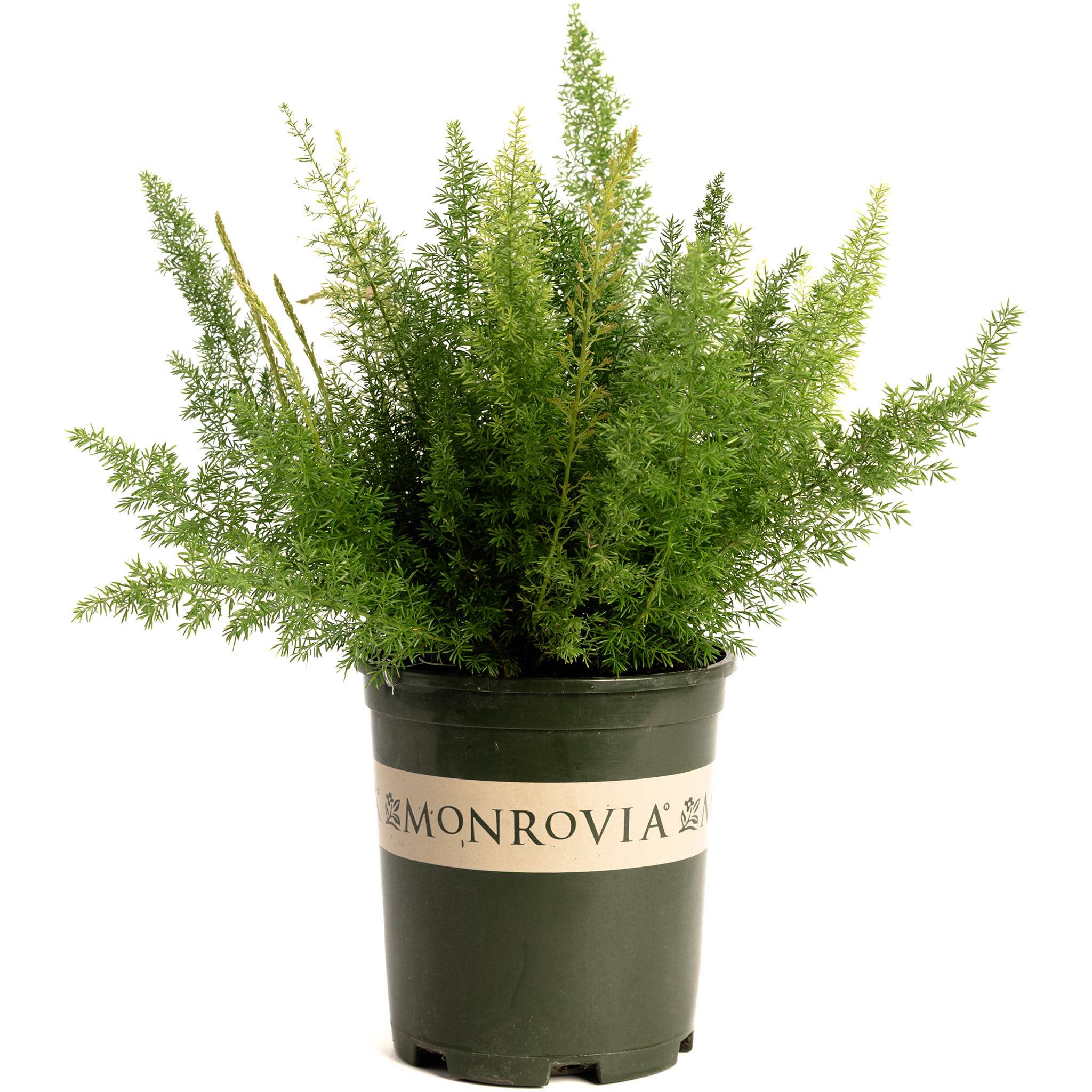 Foxtail Fern