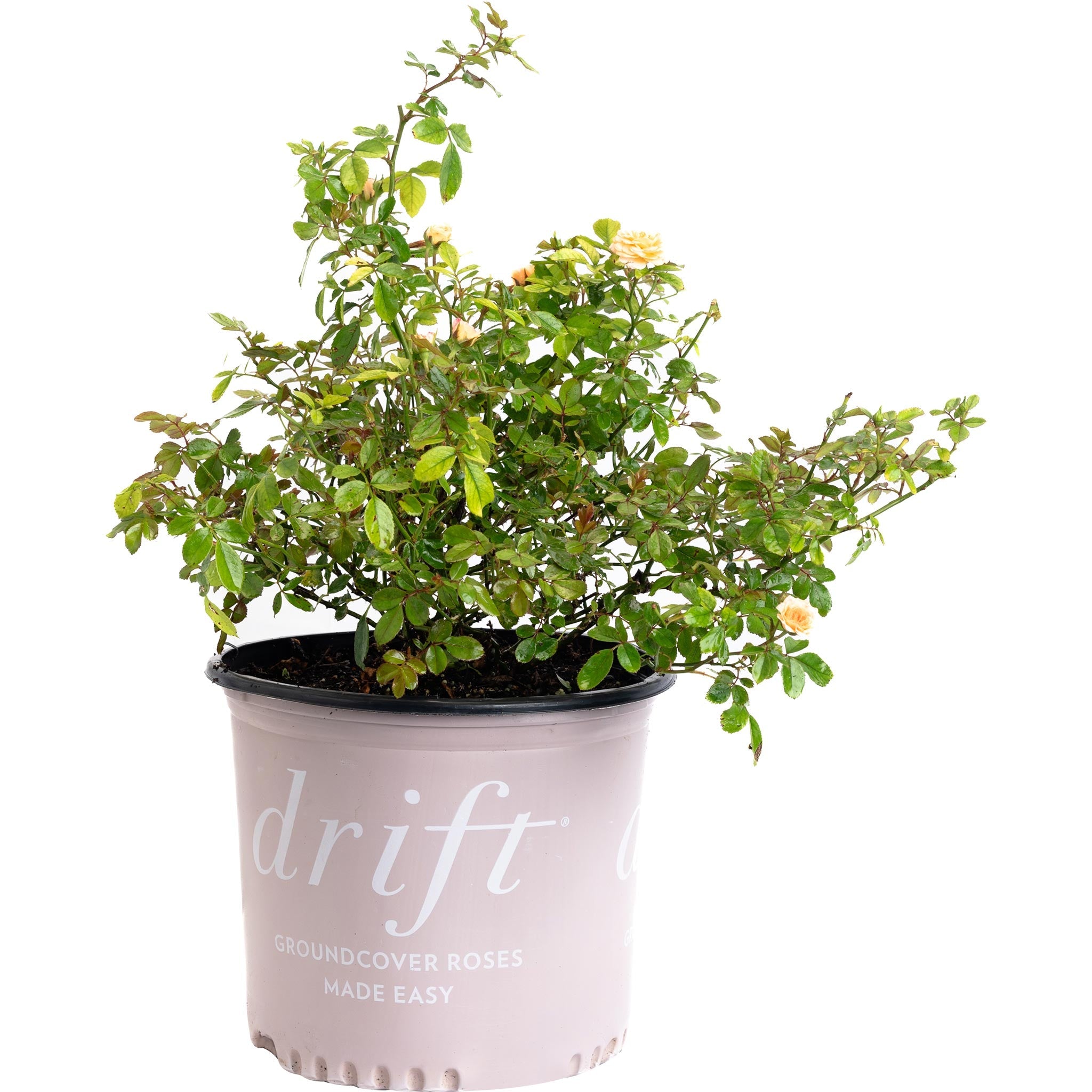 Apricot Drift® Rose