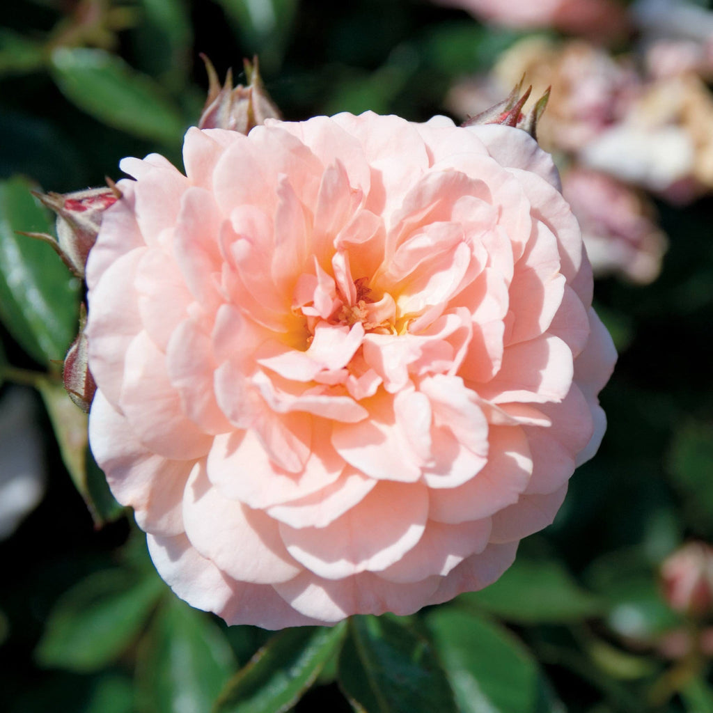 Apricot Drift® Rose