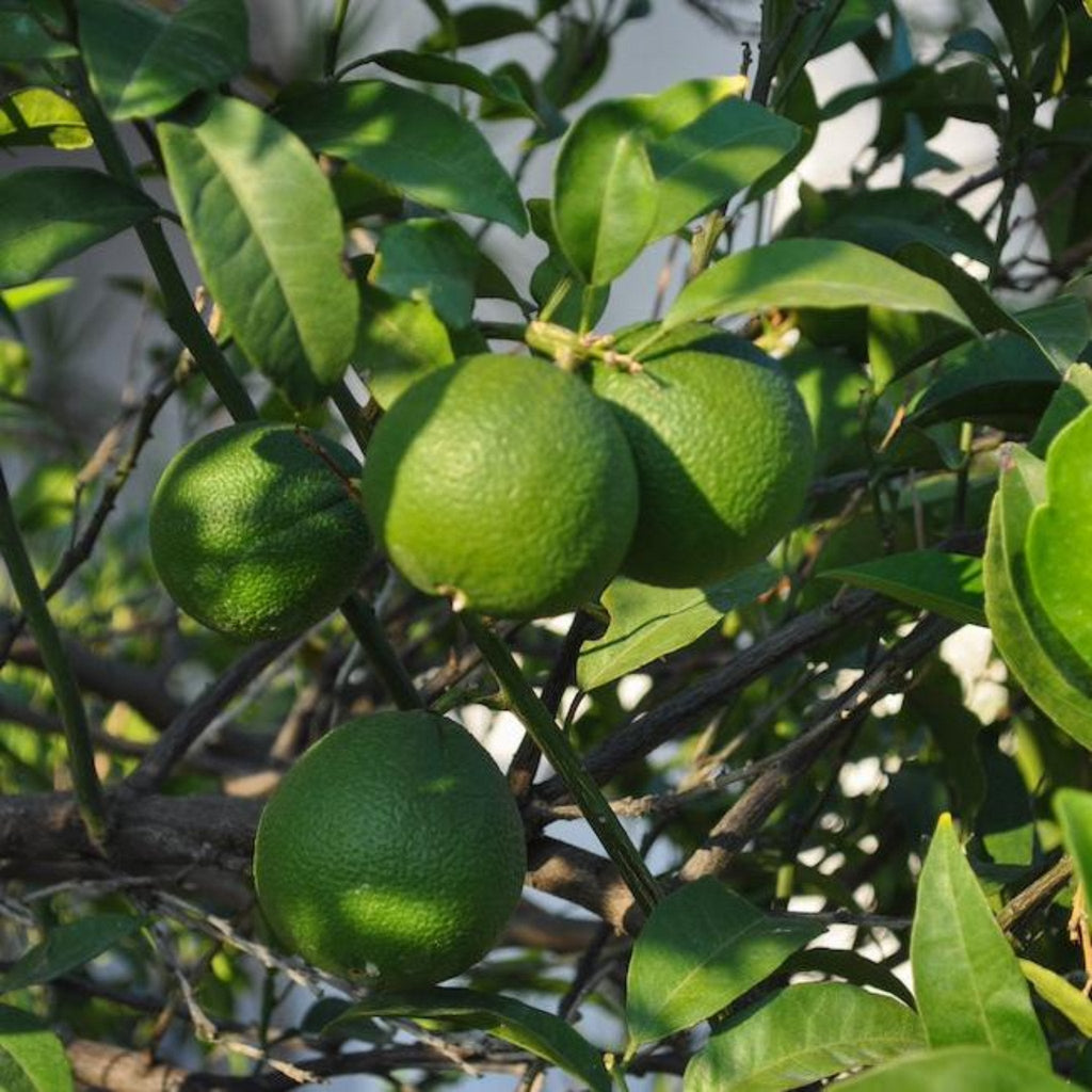 Persian 'Bearss' Lime Tree (FL)