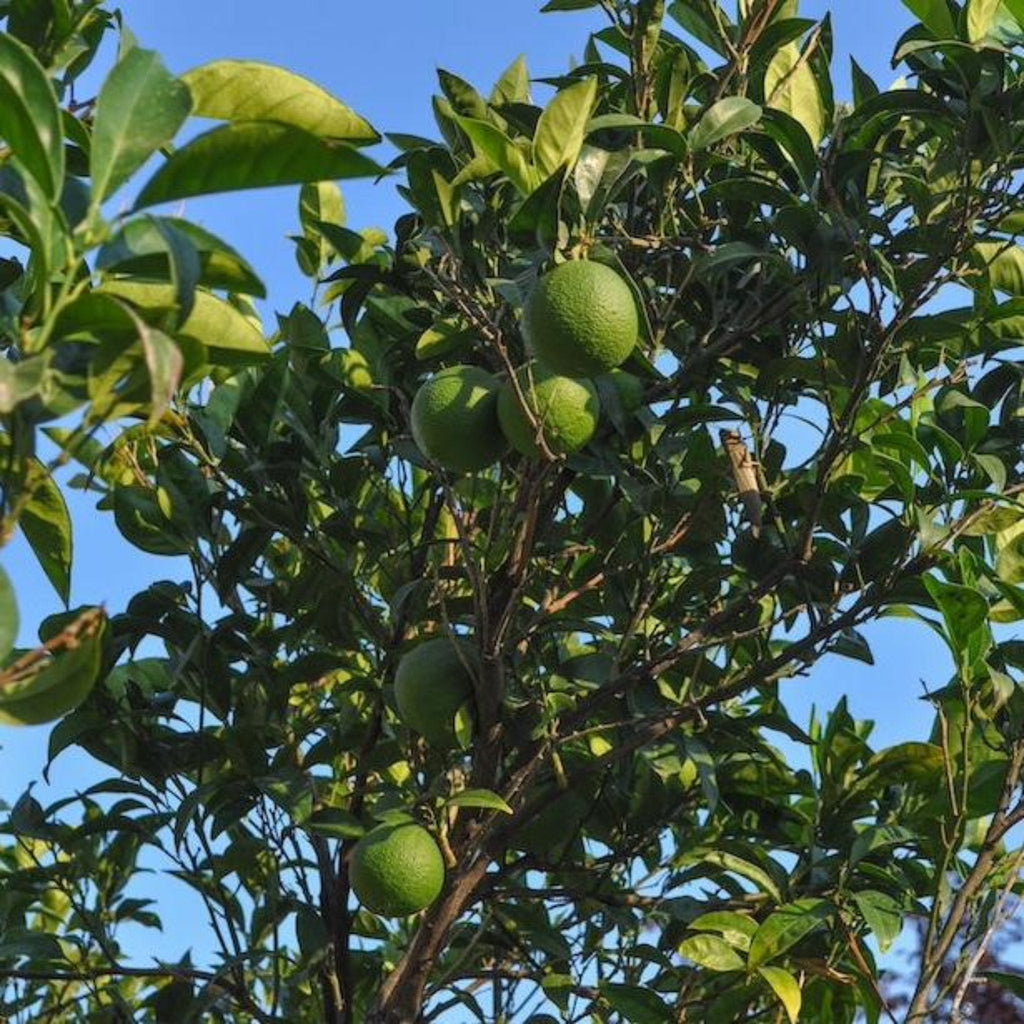 Persian 'Bearss' Lime Tree (FL)