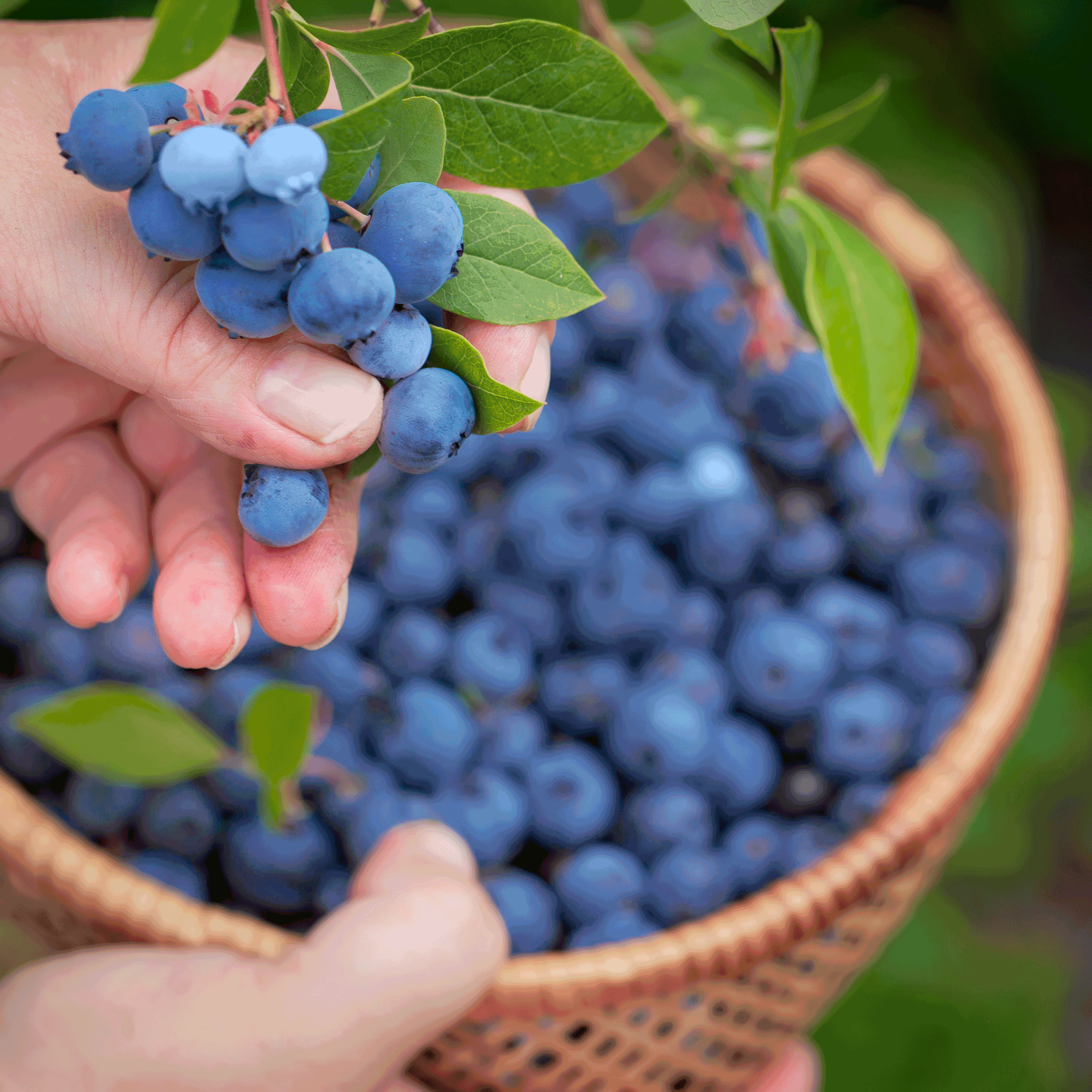 Bluecrop Blueberry