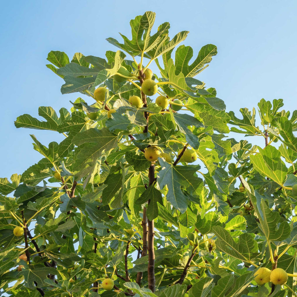 Fig Orchard Pack