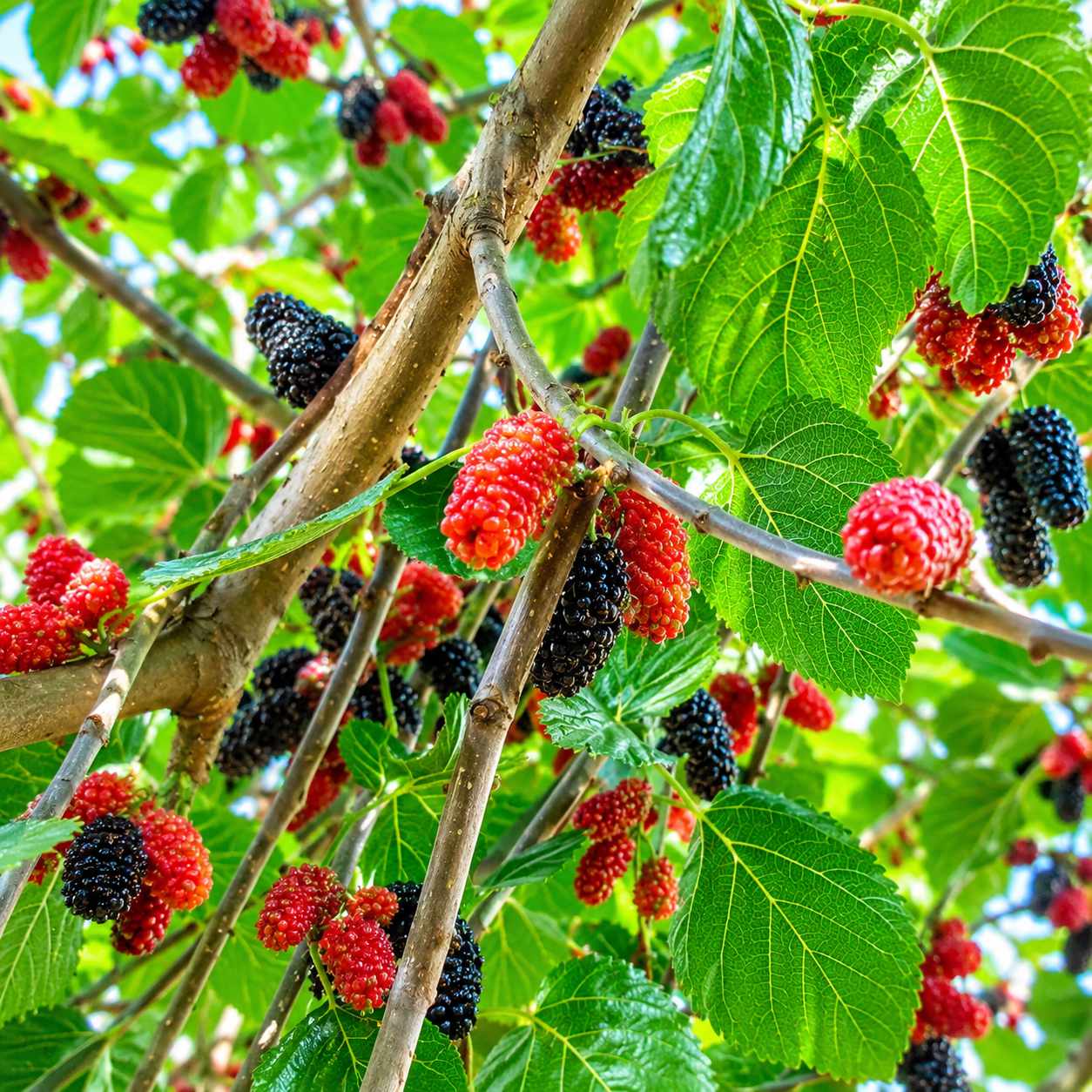 Dwarf Everbearing Mulberry Tree