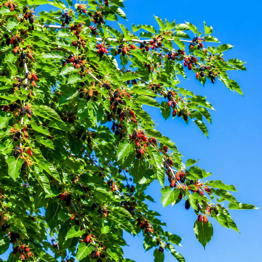 Dwarf Everbearing Mulberry Tree