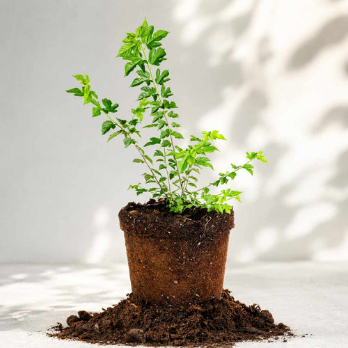 Dwarf Everbearing Mulberry Tree
