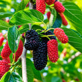 Dwarf Everbearing Mulberry Tree
