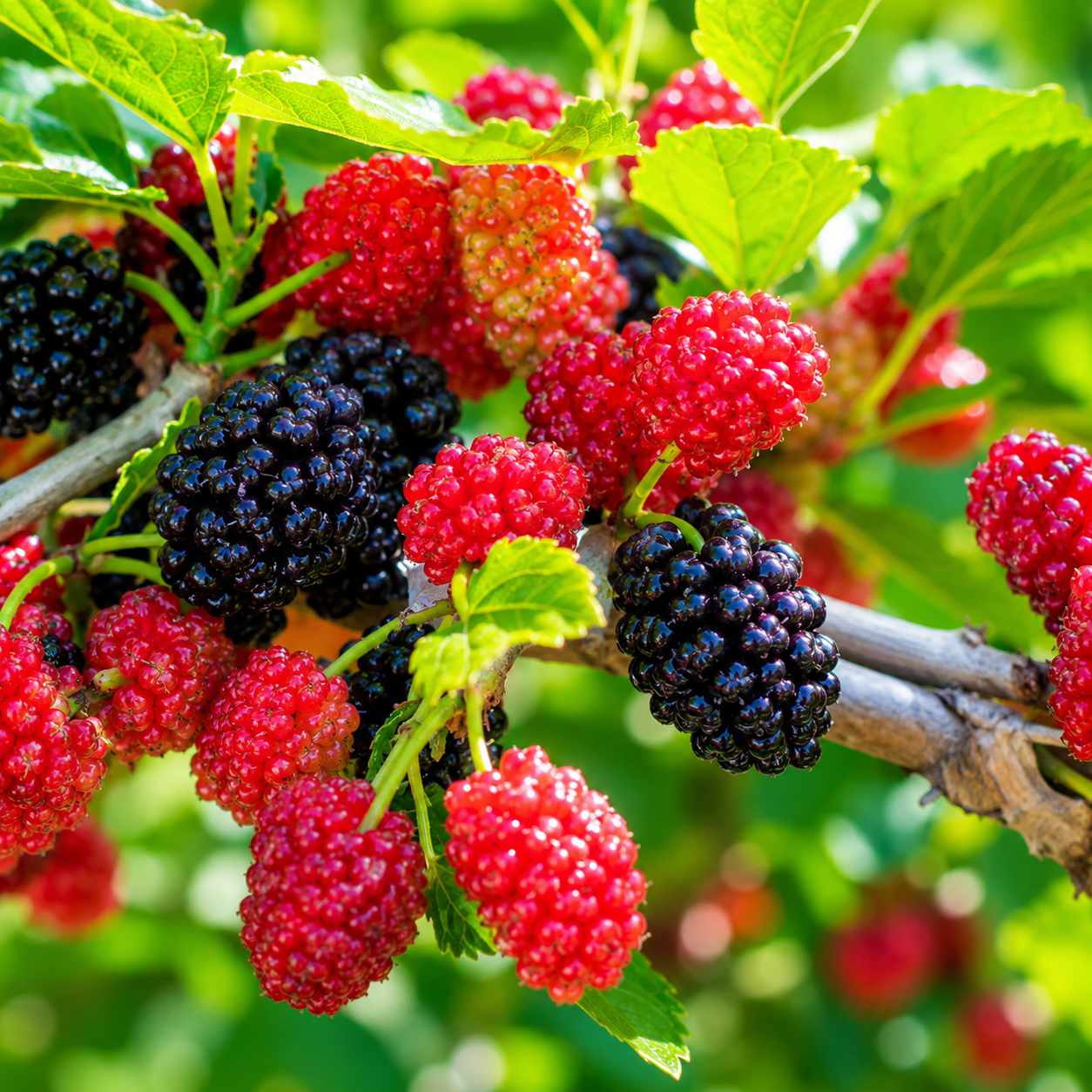 Dwarf Everbearing Mulberry Tree