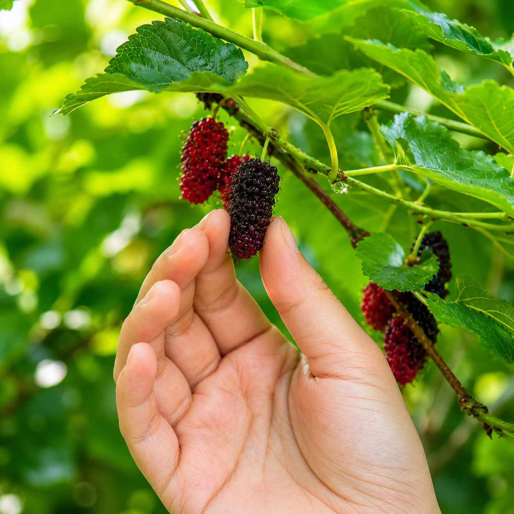 Dwarf Everbearing Mulberry Tree