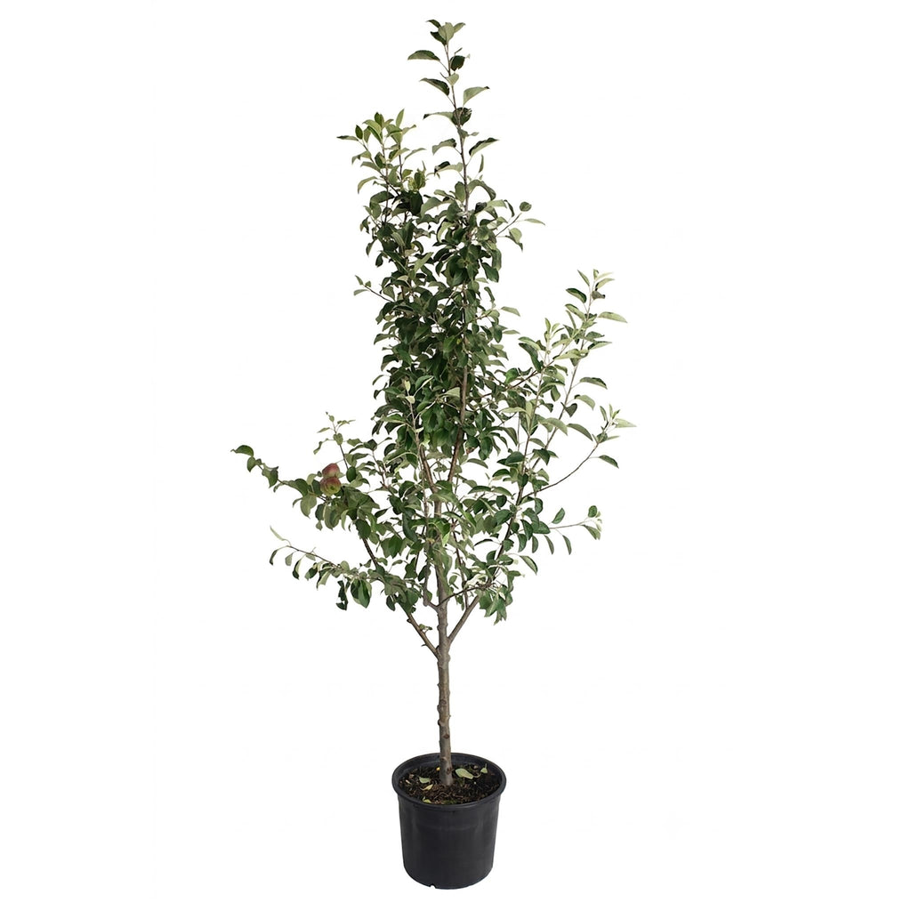 3-in-1 Apple Tree