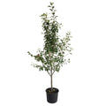 3-in-1 Apple Tree