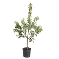 Fuji Apple Tree