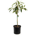 Cold Hardy Avocado Tree