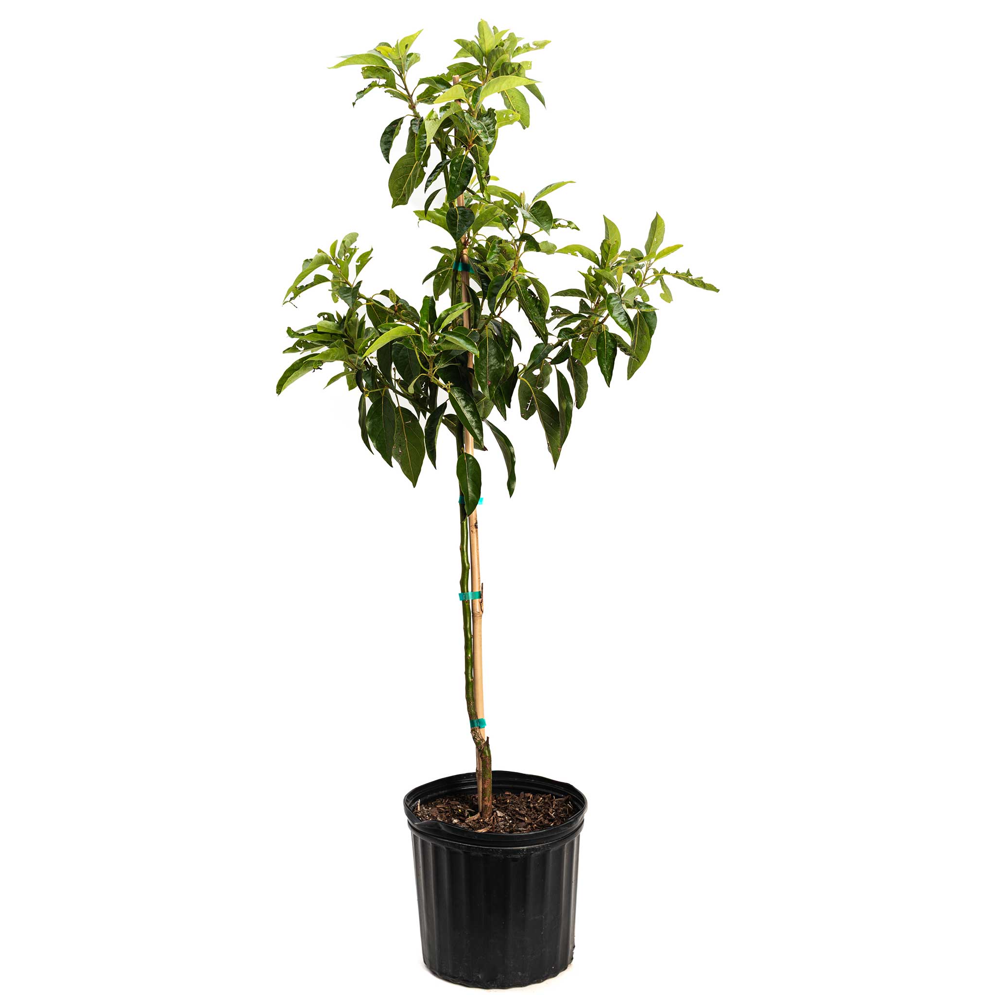 Pancho Cold Hardy Avocado
