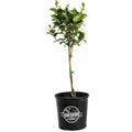 Key Lime Tree