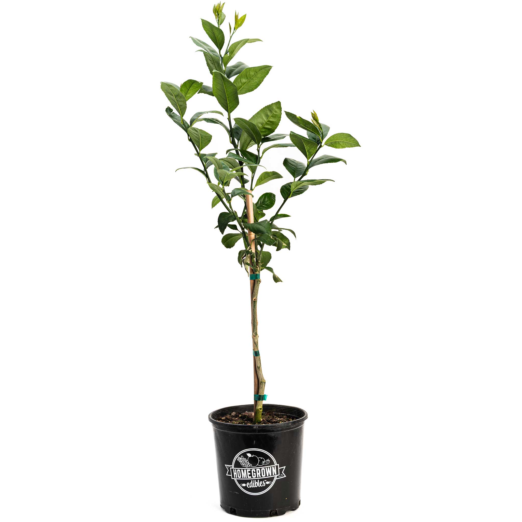 Improved Meyer Lemon Tree (CA)