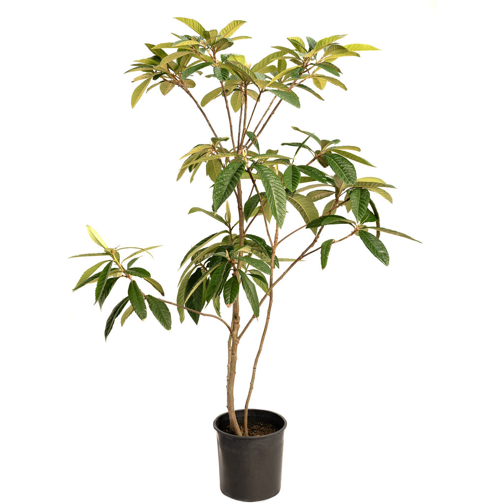 Japanese Loquat