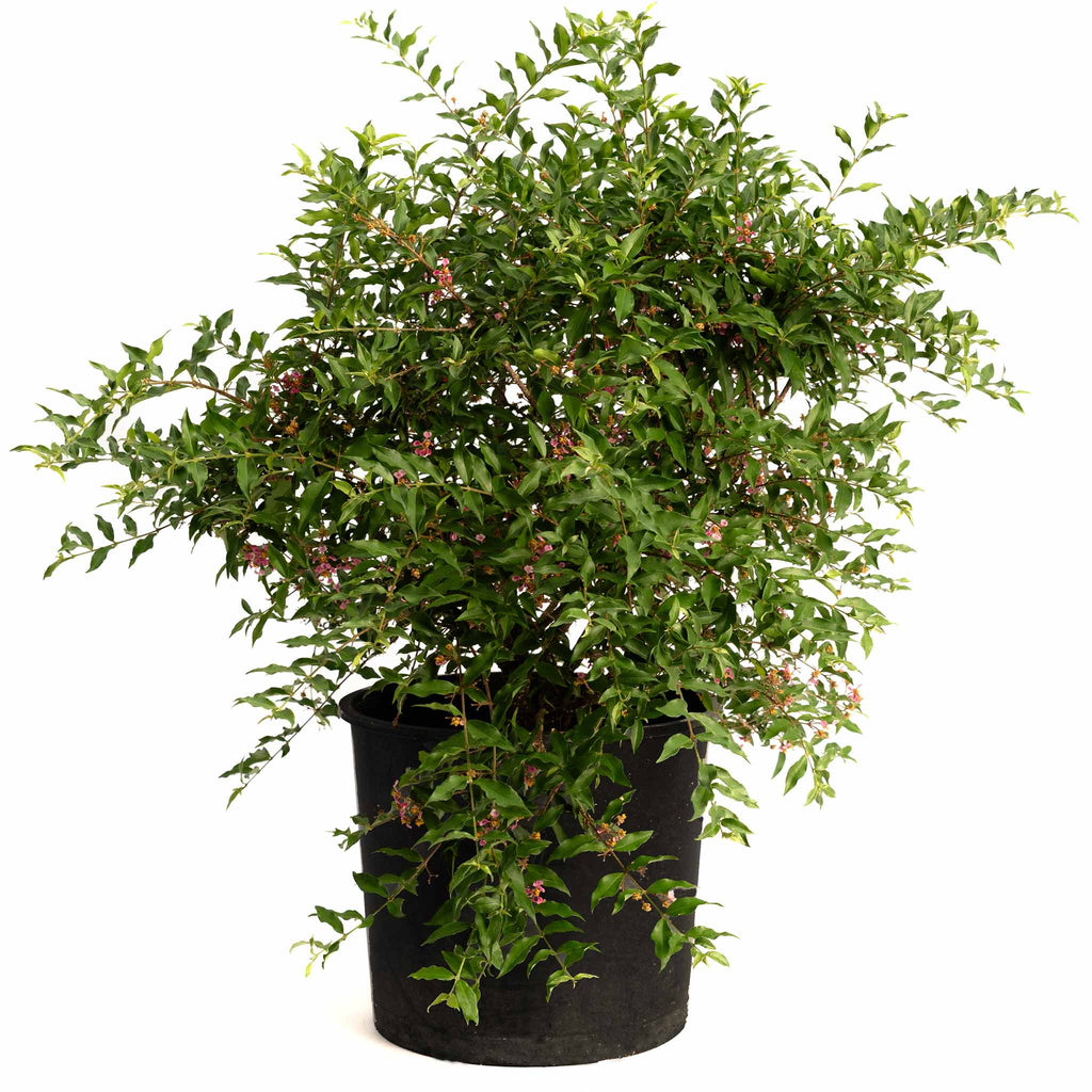 Barbados ‘Acerola’ Cherry Tree