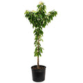 Bing Cherry Tree