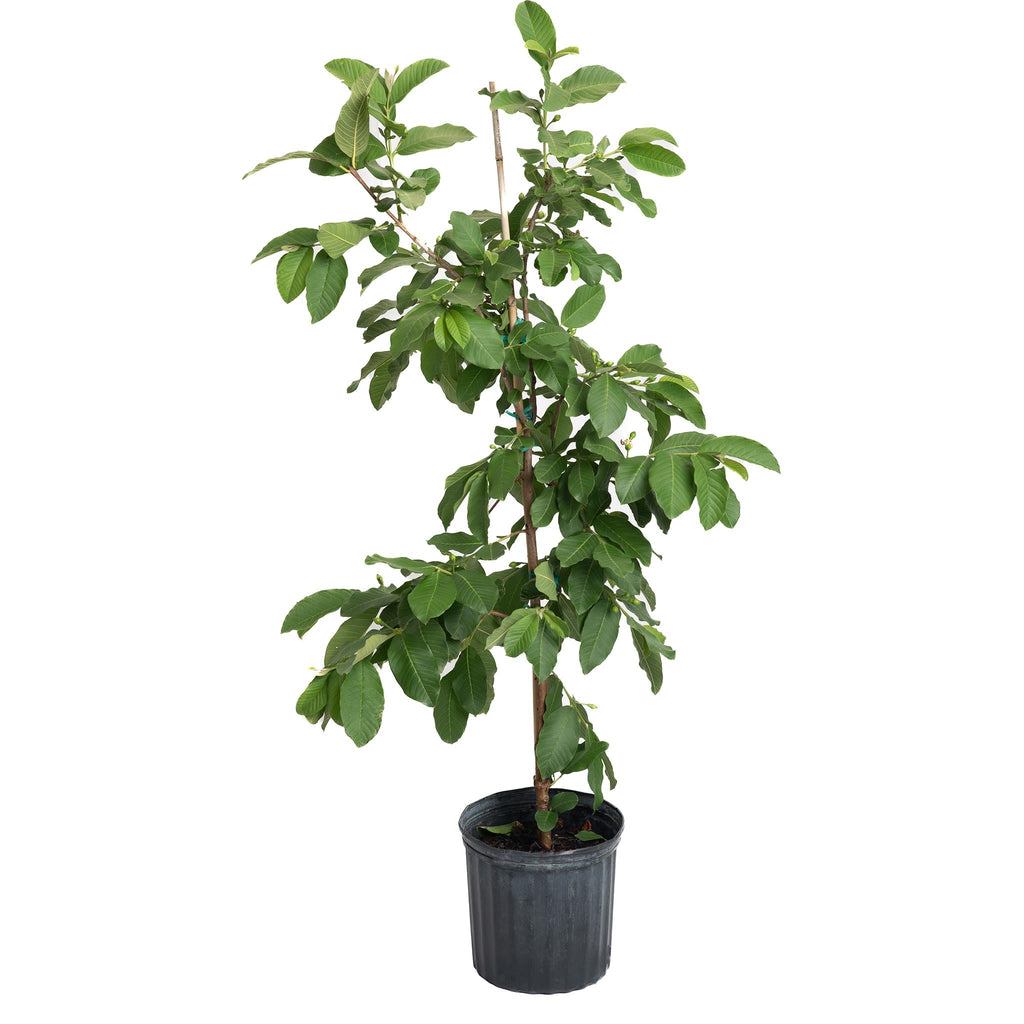 White Guava Tree