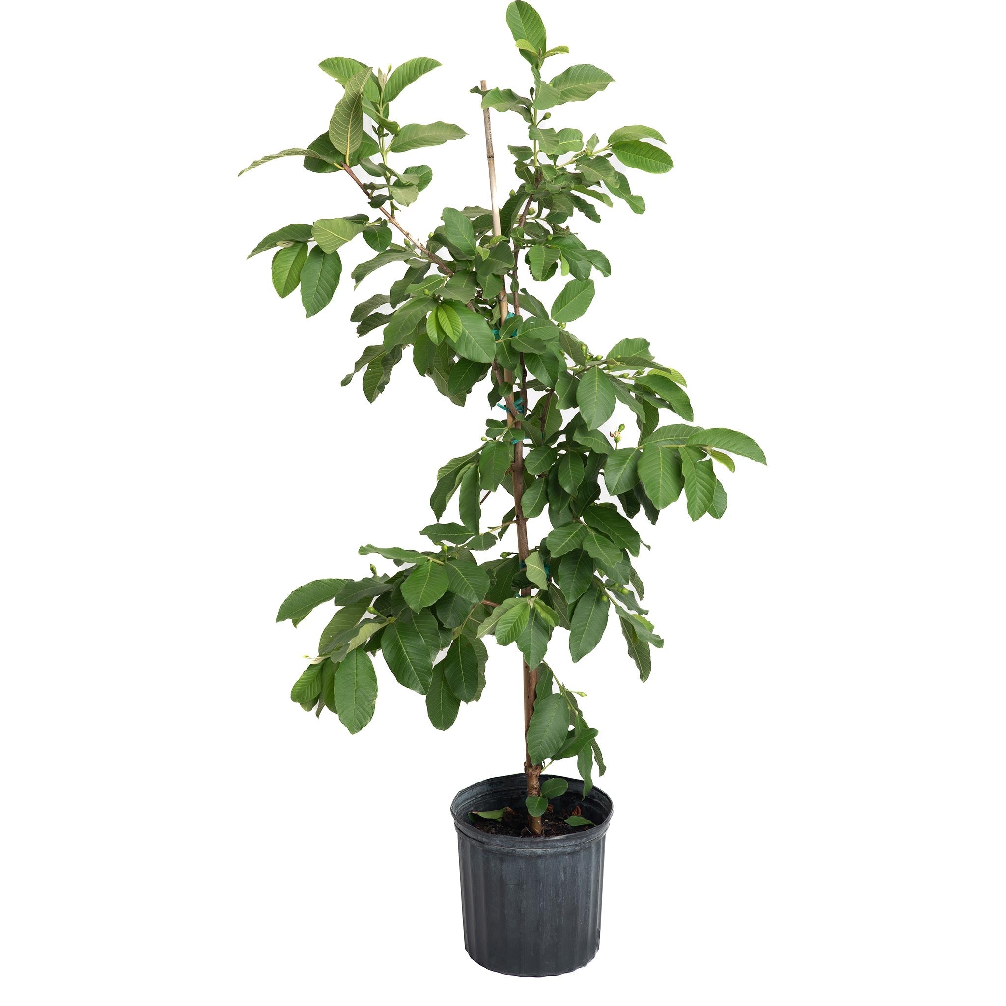 White Guava Tree
