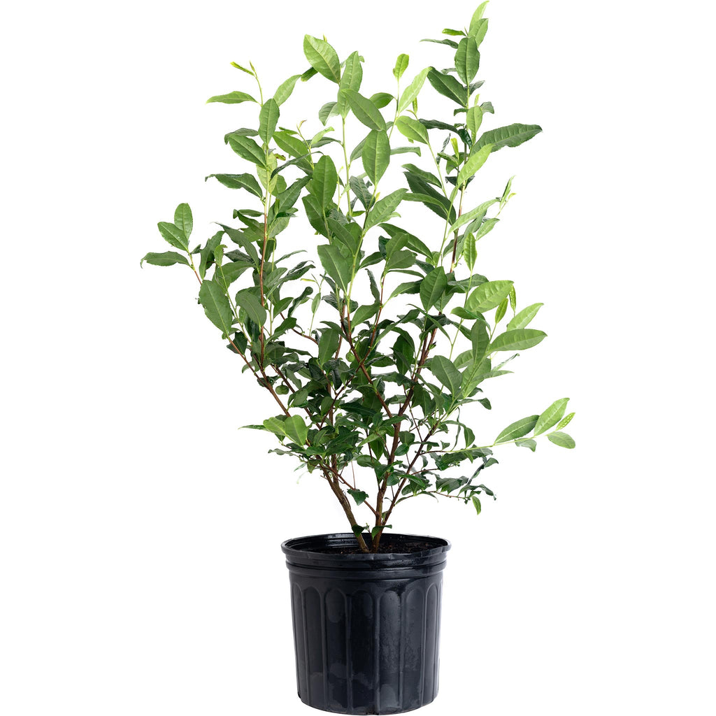 Tea Plant (Camellia sinensis)
