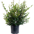 Yuletide Camellia