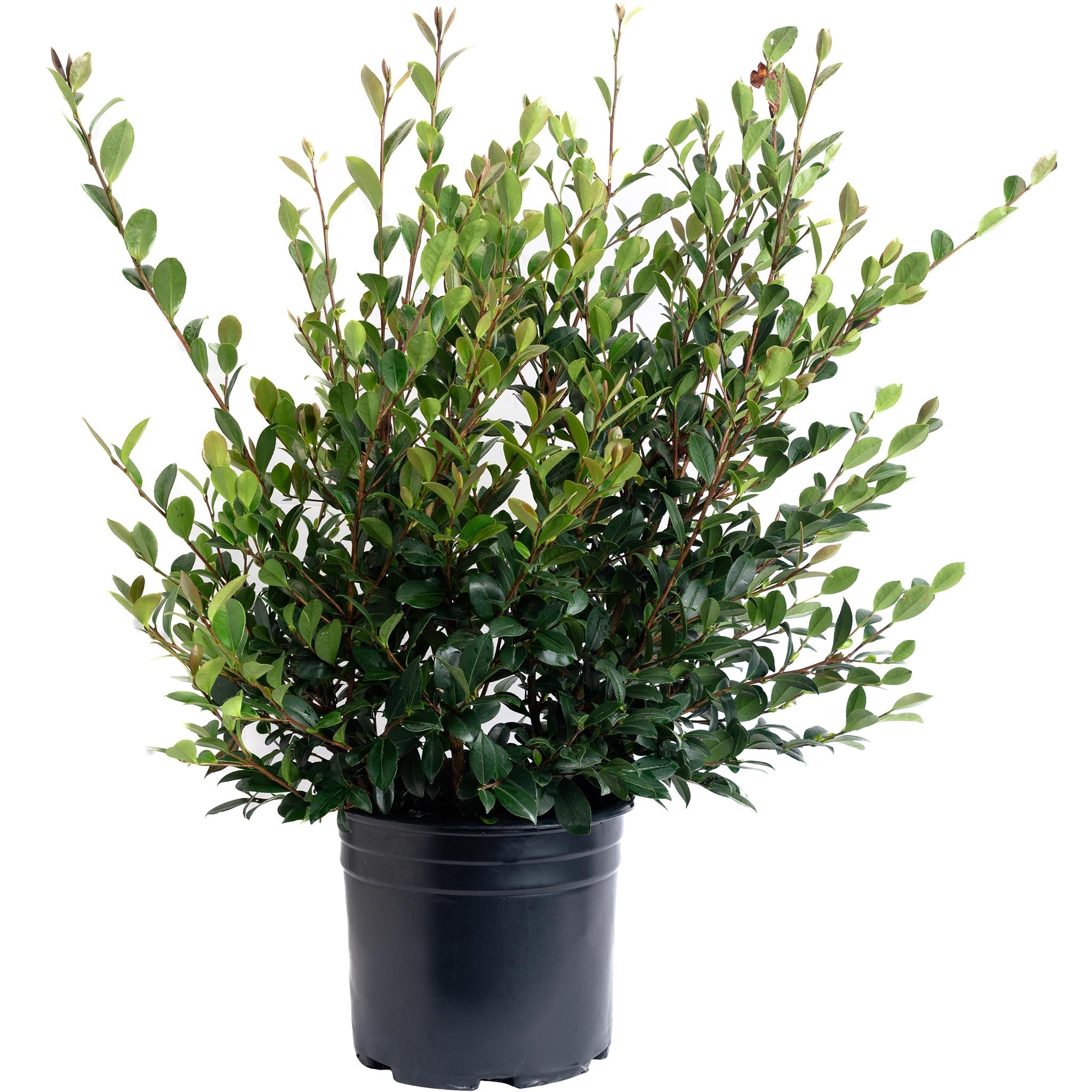 Yuletide Camellia