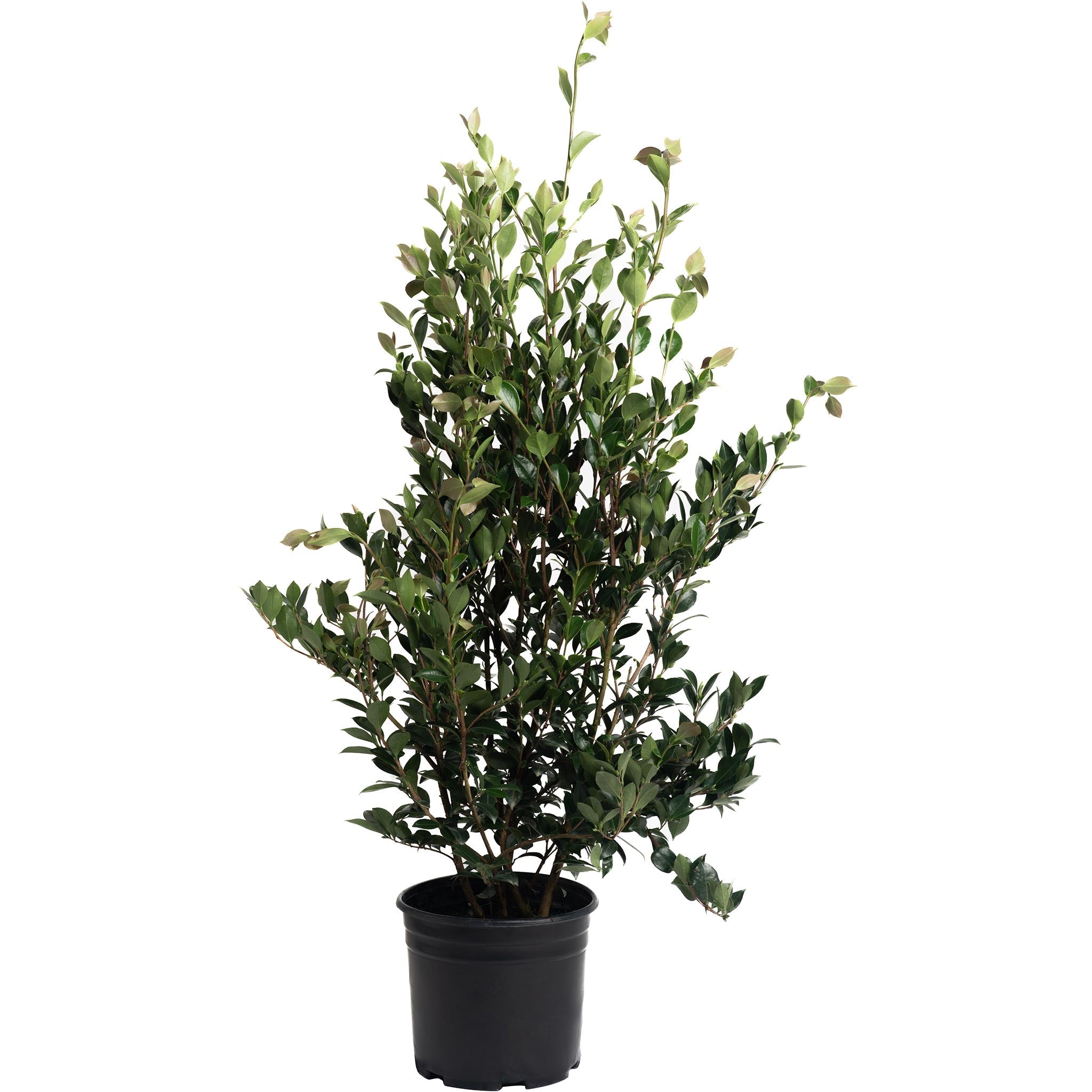 Autumn Rocket Camellia