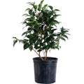 Jack Camellia