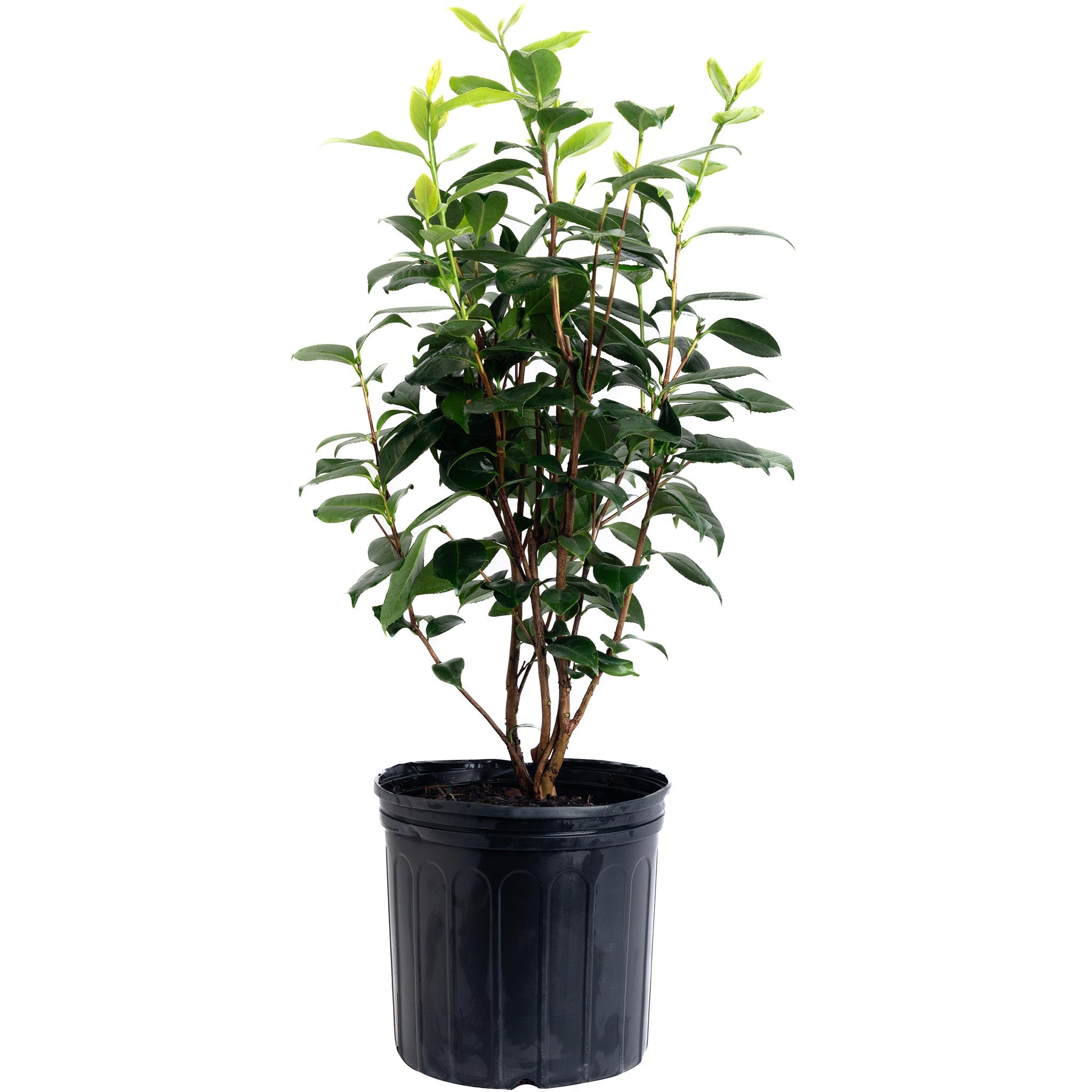 LA Peppermint Camellia