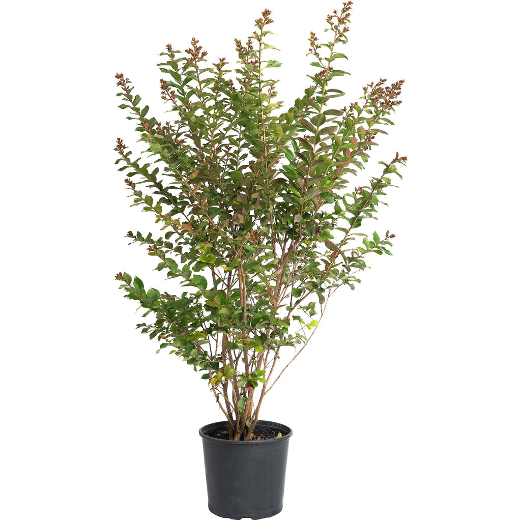 Scarlet Colorama™ Crape Myrtle