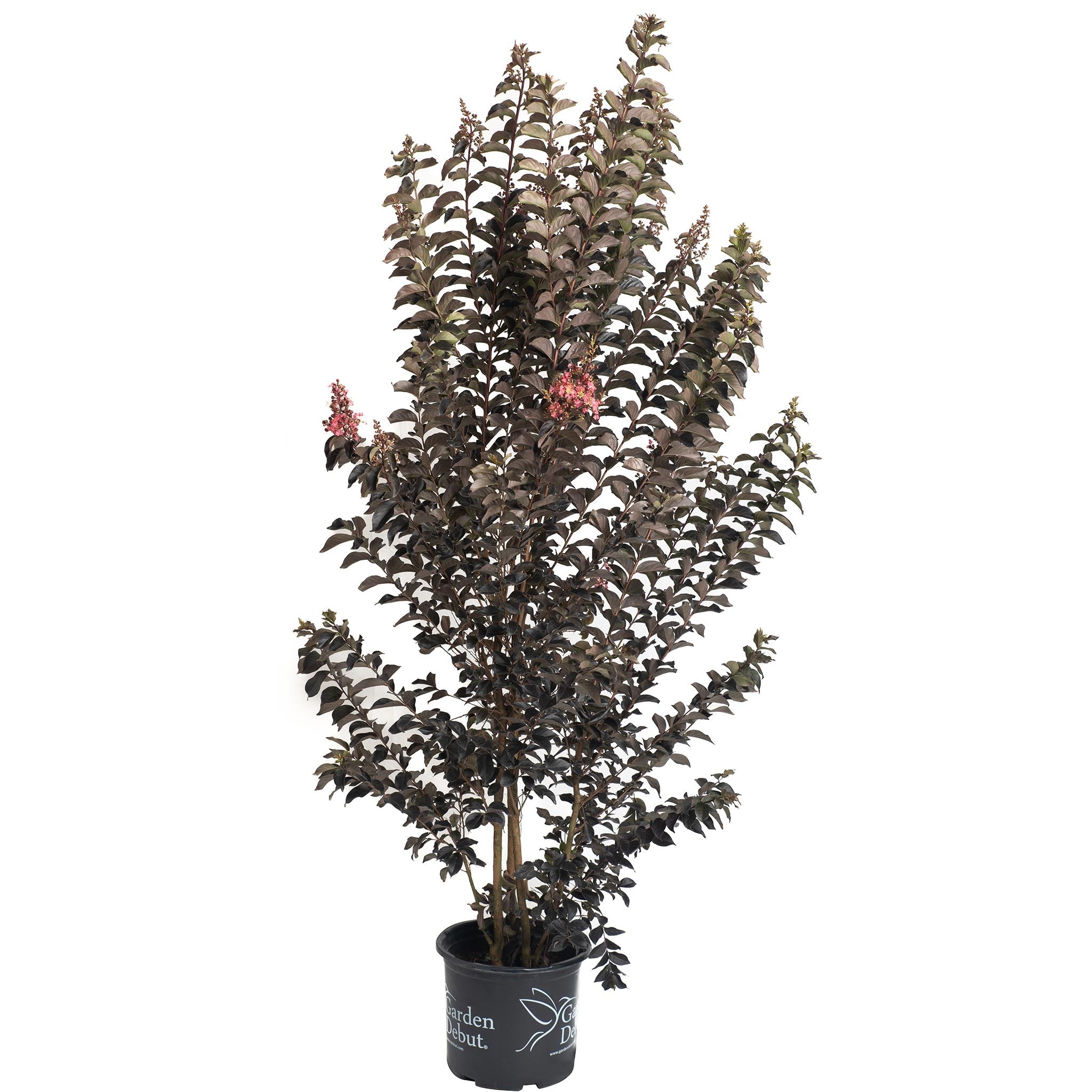 Thunderstruck™ Coral Boom™ Crape Myrtle