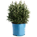 Birthday Cake® Butterfly Bush