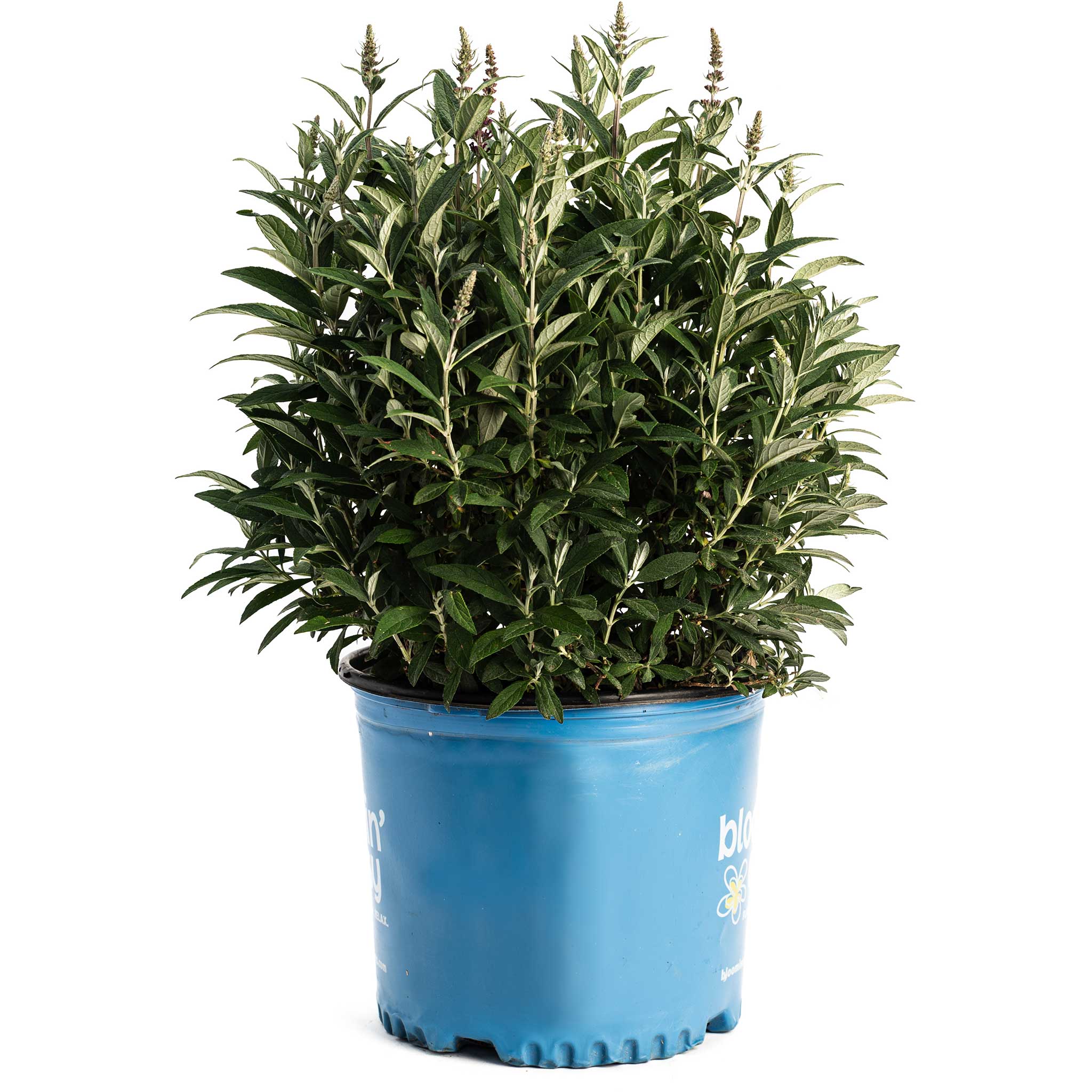 Birthday Cake® Butterfly Bush