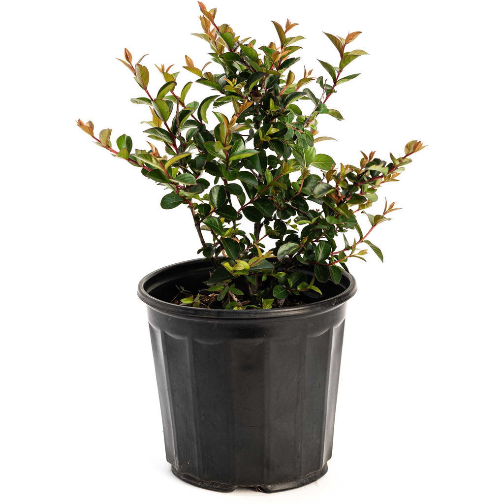 Bellini® Grape Crape Myrtle