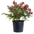Bellini® Strawberry Crape Myrtle
