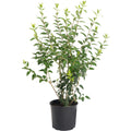 Lynwood Gold Forsythia Shrub