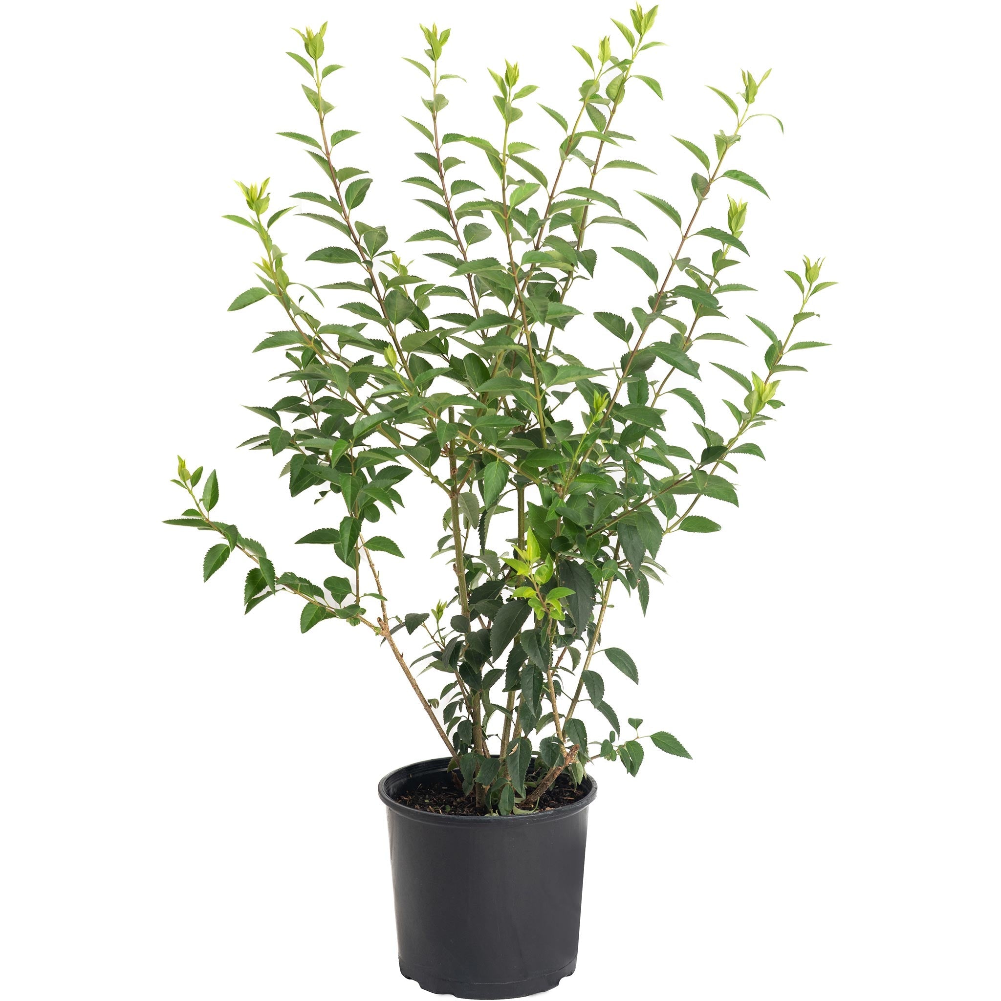 Lynwood Gold Forsythia Shrub