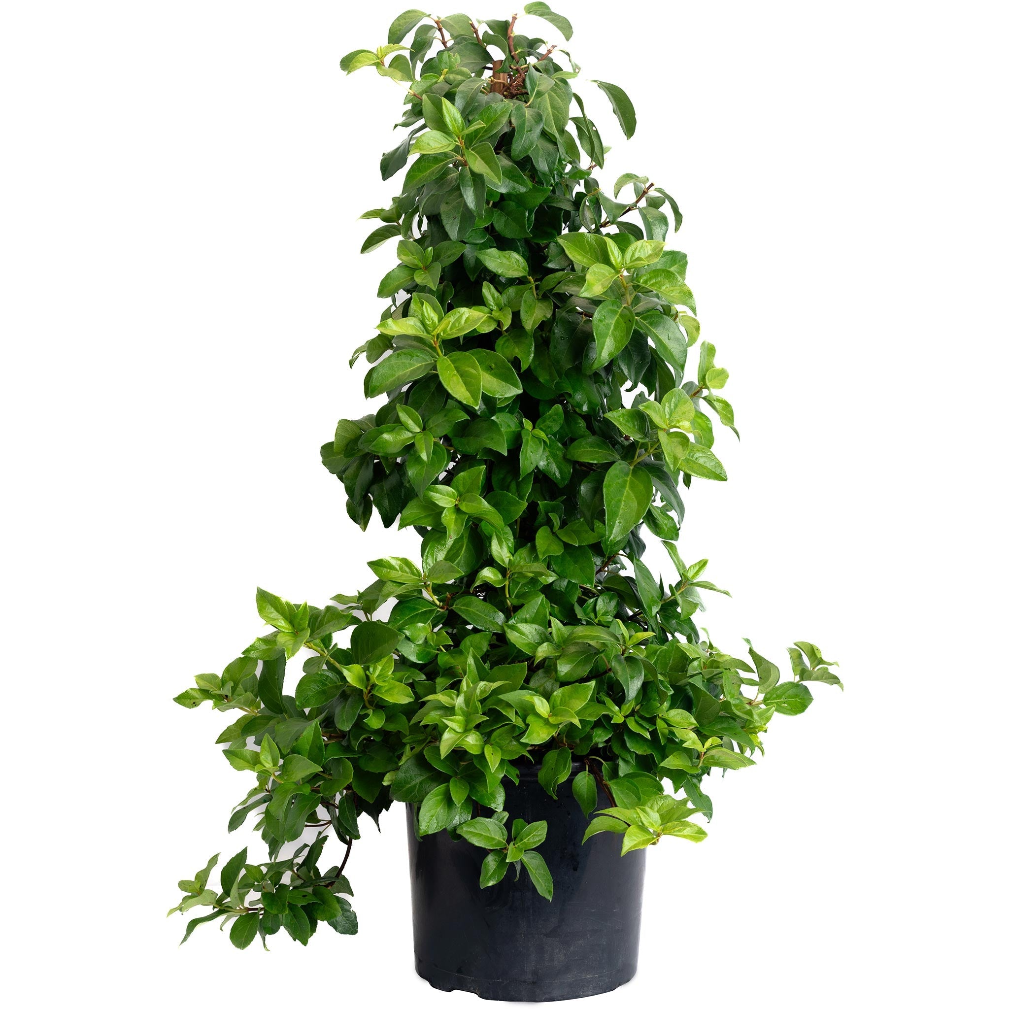 Barbara Ann Climbing Hydrangea
