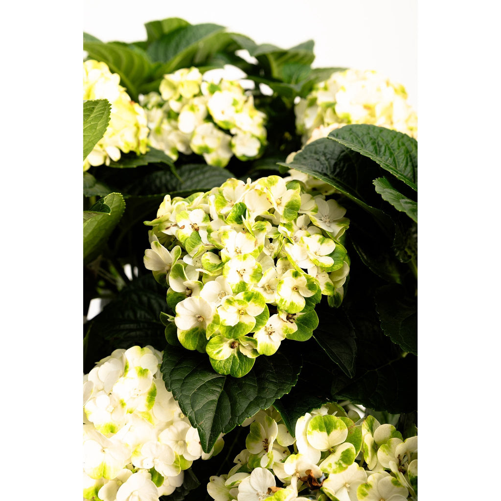 Grin and Tonic™ Reblooming Hydrangea