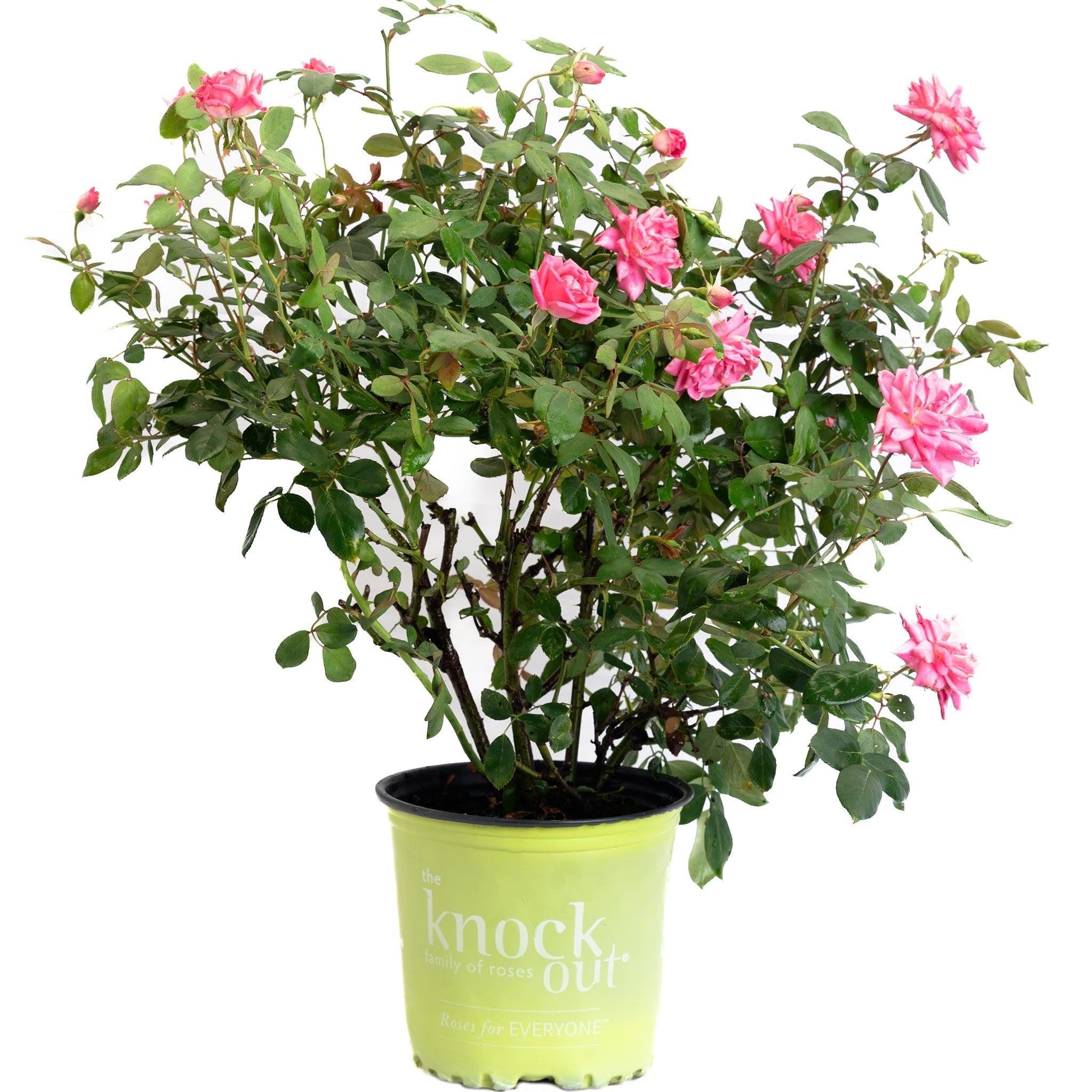 Pink Double Knock Out® Rose