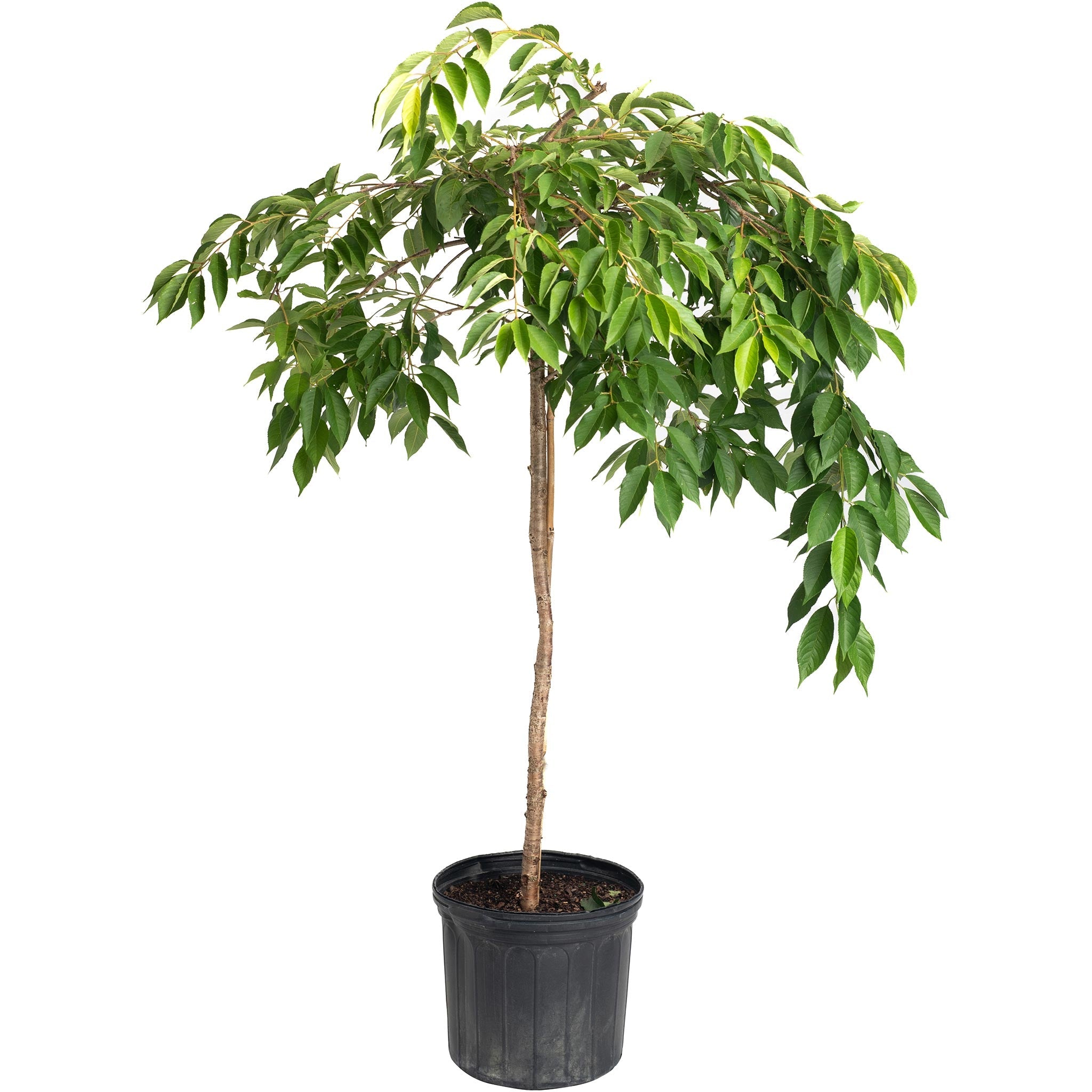 Weeping Yoshino Flowering Cherry