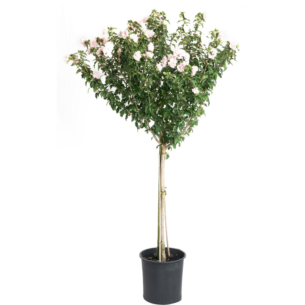 Double Pink Rose of Sharon Tree