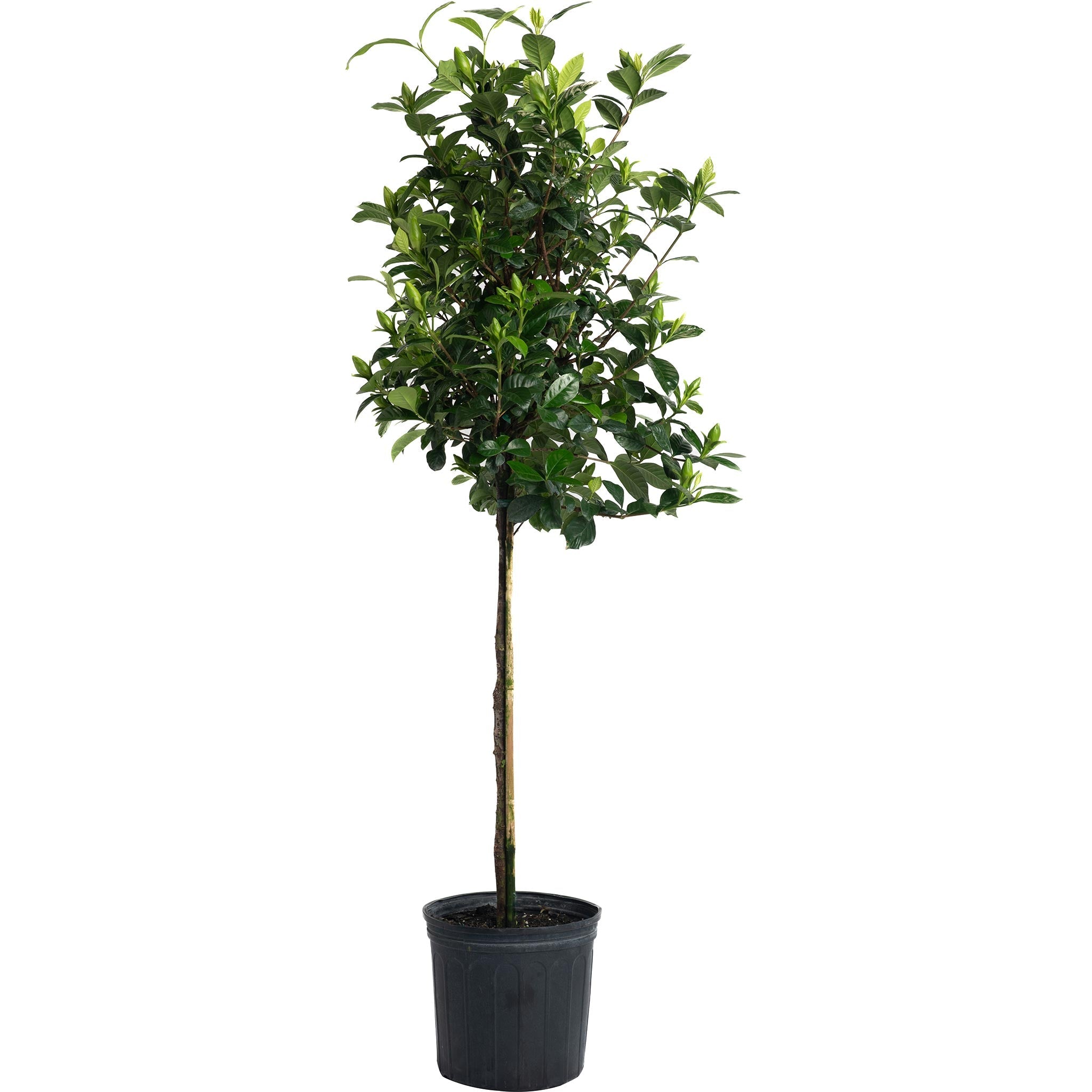 Gardenia Tree