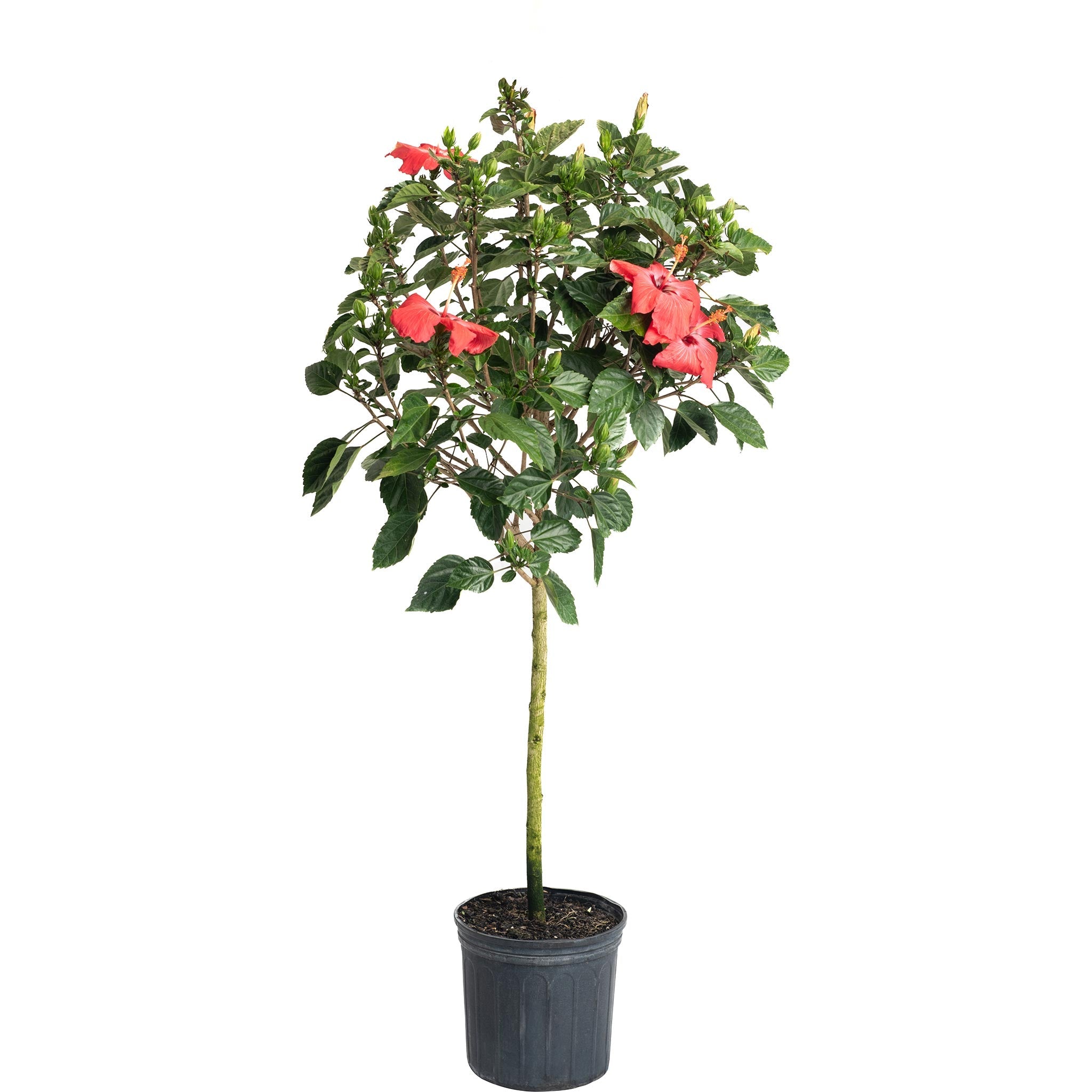 Hibiscus Tree