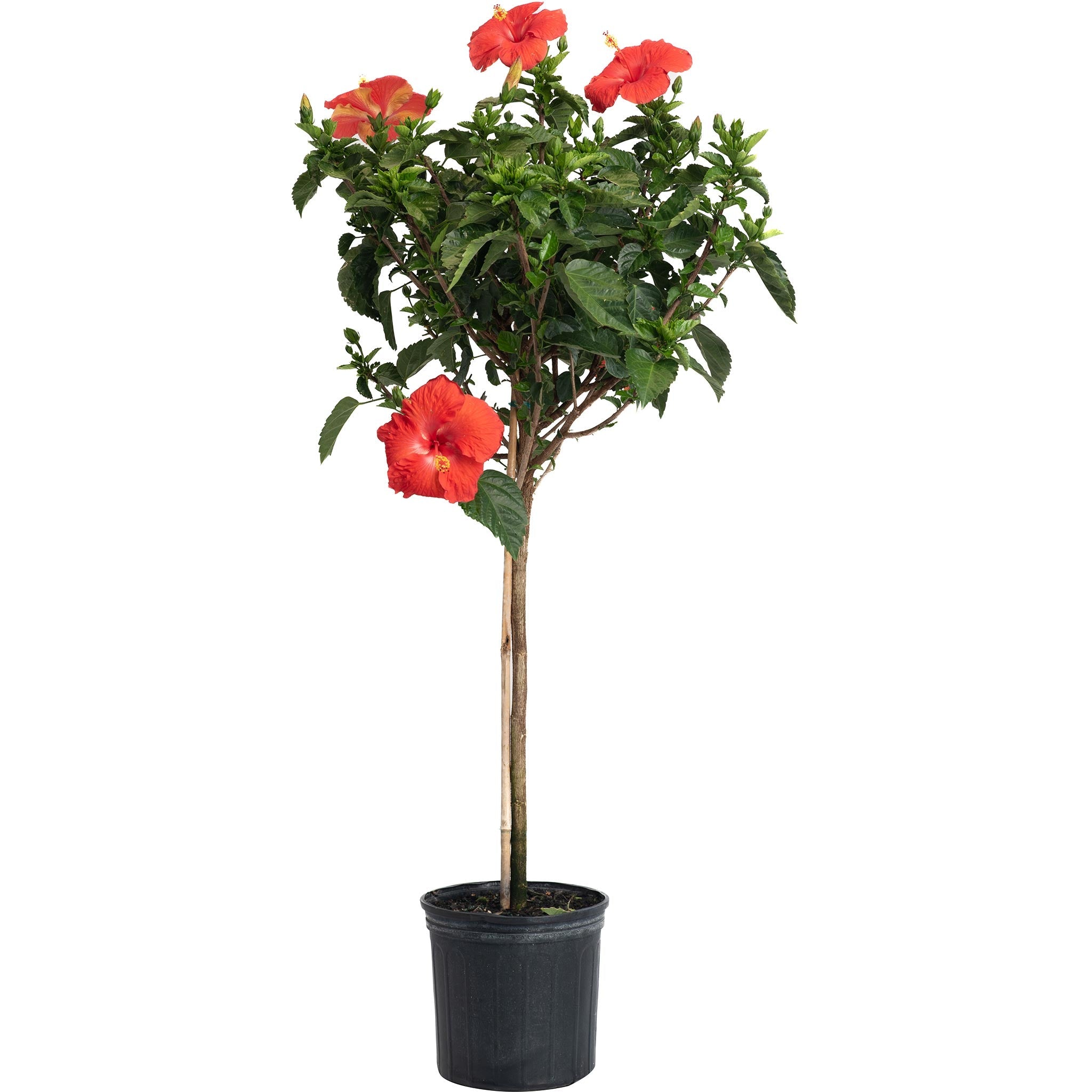 Hibiscus Tree
